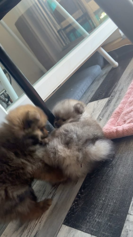 Dein Hund während er mit seinen Geschwister spielt Banner