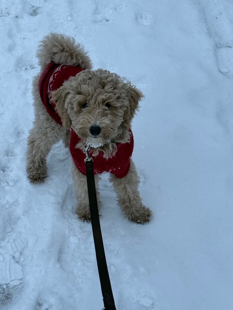 Hundetreffen-Welpentreffen Erlangen-Profilbild