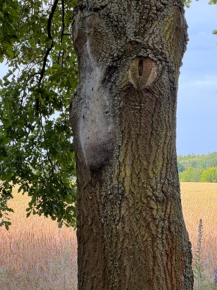 Giftköder-Eichenprozessionspinner-Profilbild
