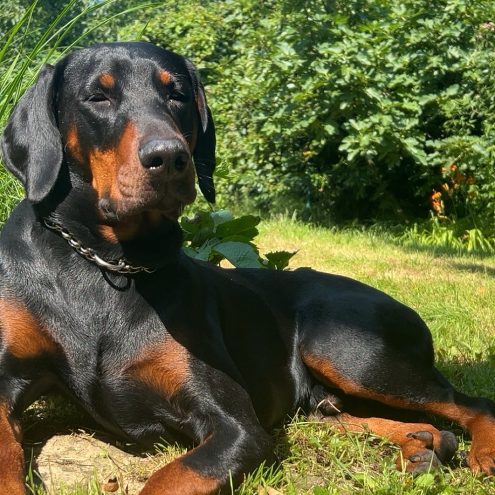 Hundetreffen-Spielrunde-Profilbild