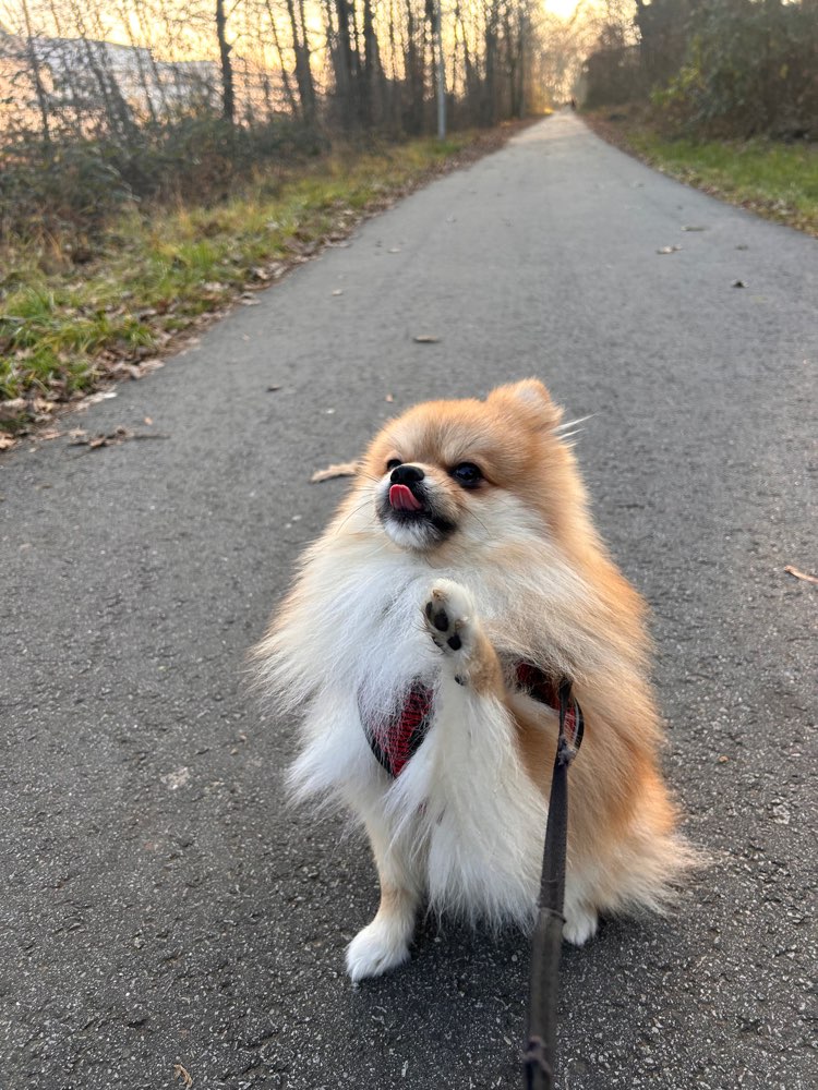 Hundetreffen-Gassi/Begegnung üben/Social Walk-Profilbild