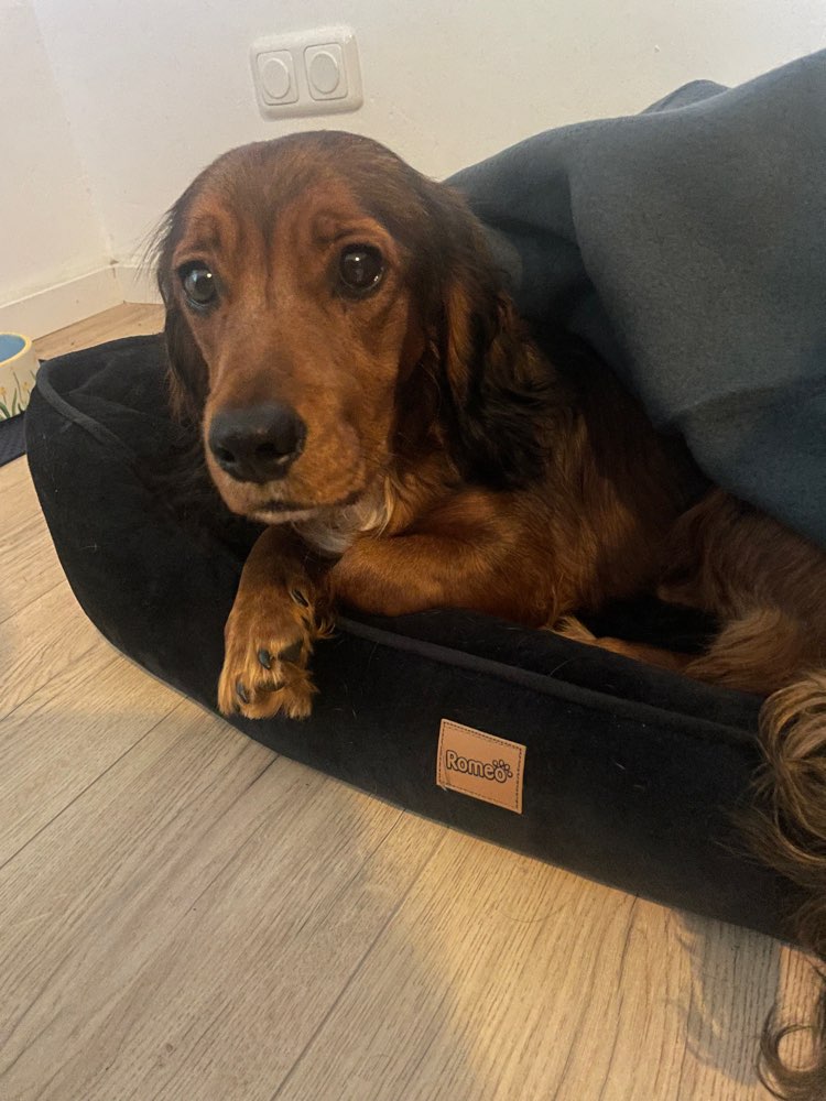 Hundetreffen-Kennenlernen und gemeinsam Welt erkunden-Profilbild