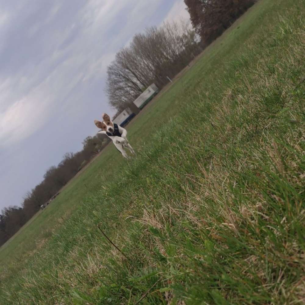 Hundetreffen-Suche Hunde die Lust haben zsm spazieren zu gehen-Profilbild