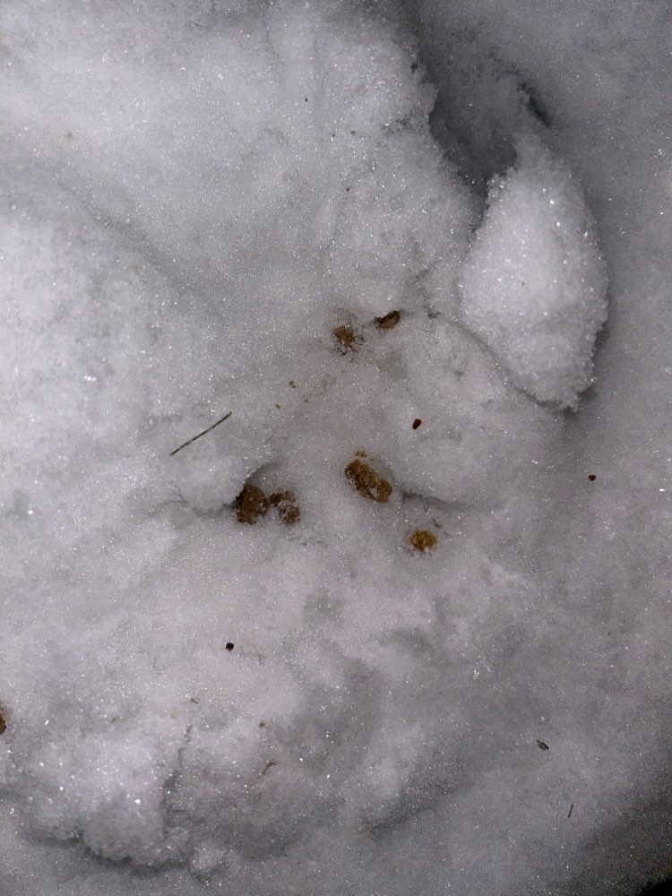 Giftköder-Giftköder (vermutlich)-Profilbild