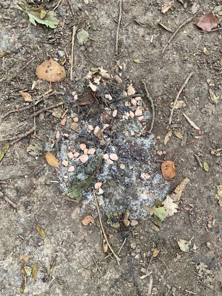 Giftköder-Fleischstückchen-Profilbild