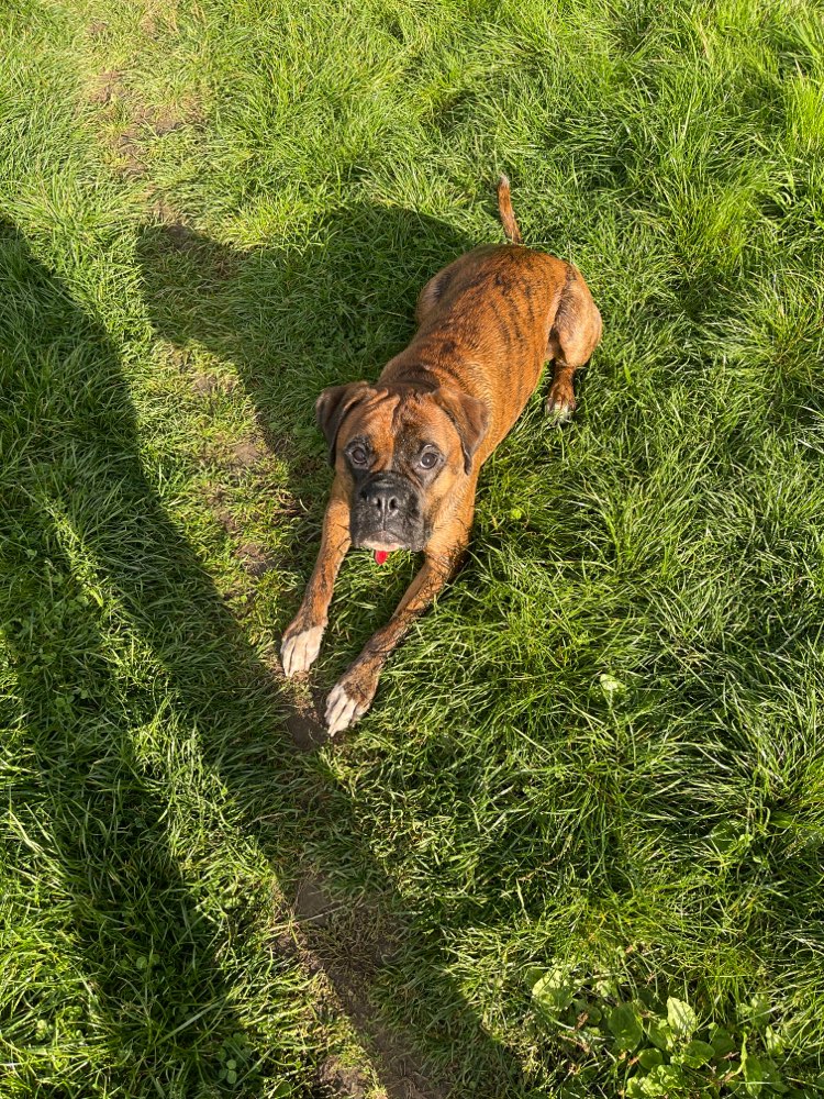 Hundetreffen-Zeit zum spielen-Profilbild