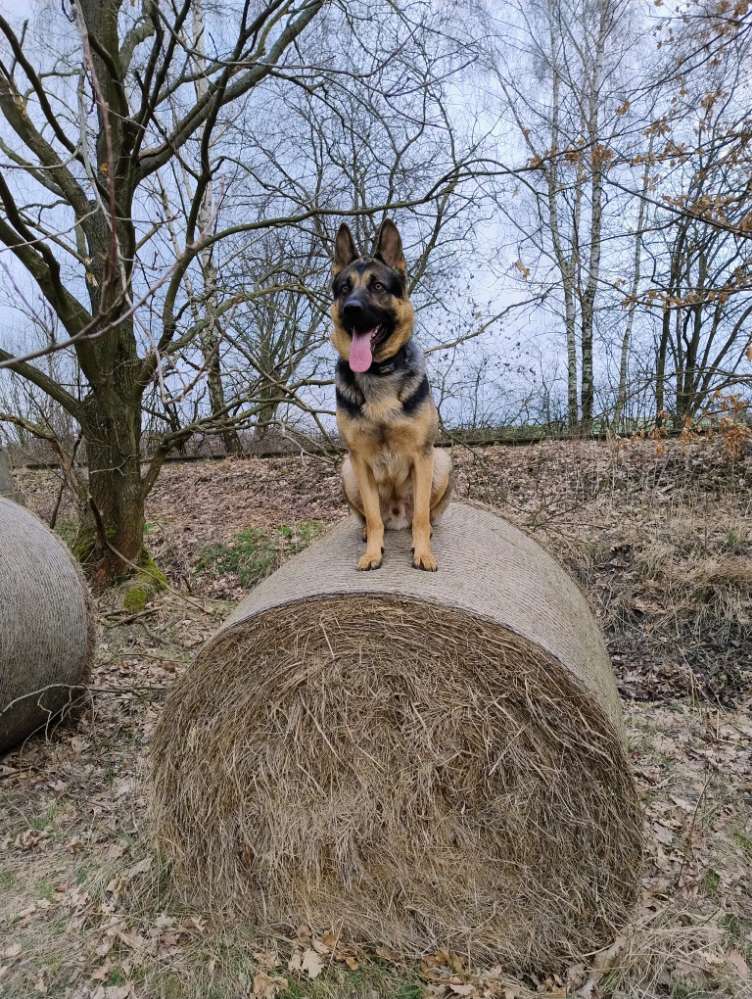 Hundetreffen-Treffen und Gassi Runde-Profilbild