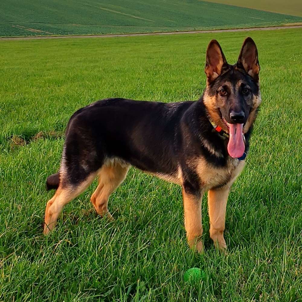 Hundetreffen-Zusammen Gassi gehen-Profilbild