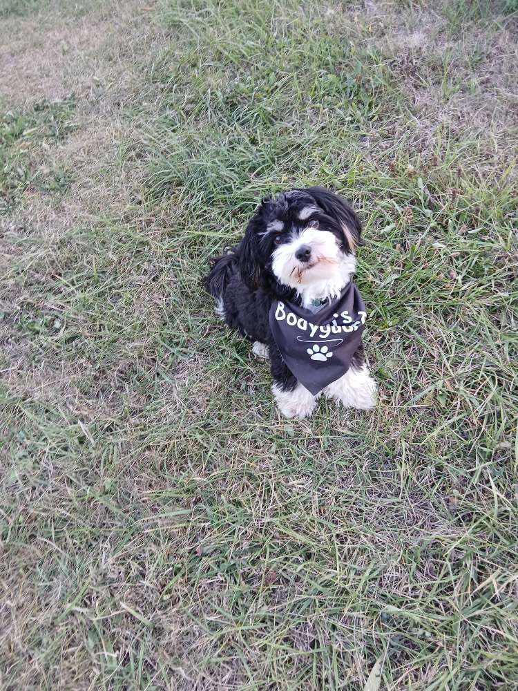 Hundetreffen-Gassi und Spieltreffen-Profilbild