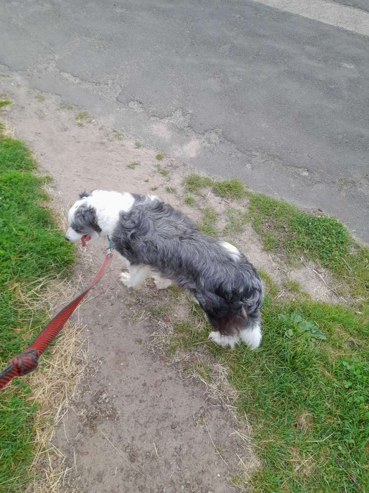 Hundetreffen-Anice sucht Kumpels und Kumpelinen zum Spielen, Gassi gehen und Mäuse jagen!-Profilbild