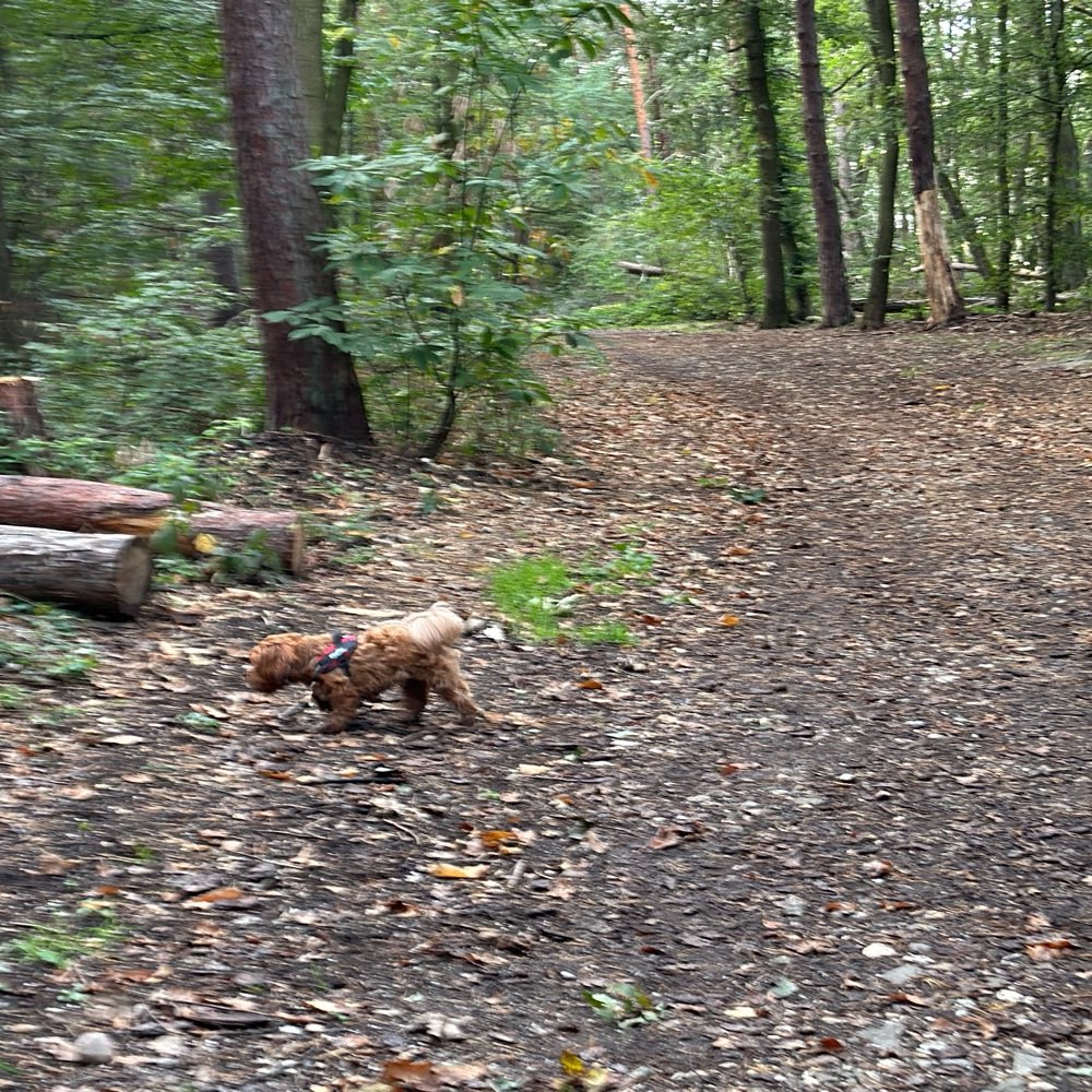 Hundetreffen-Spazieren im Kottenforst um die Helios Klinik-Profilbild