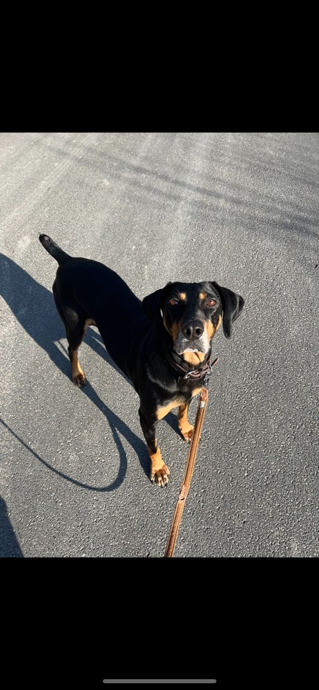 Hundetreffen-Trainingsspaziergang-Profilbild