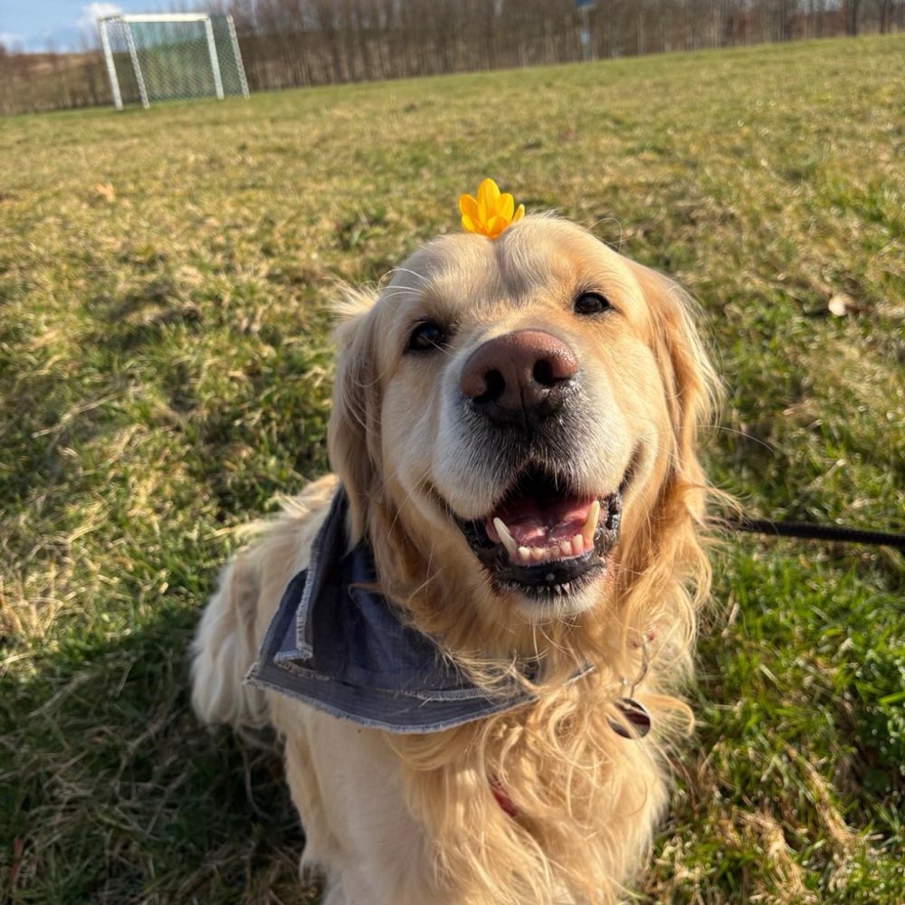 Hundetreffen-Spielfreund gesucht-Profilbild