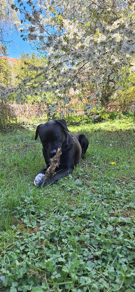 Hundetreffen-Hunde Treffen und gassi gehen-Profilbild