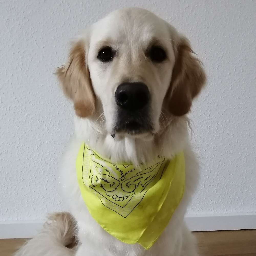 Hundetreffen-Trainings- und Spielfreund gesucht-Profilbild