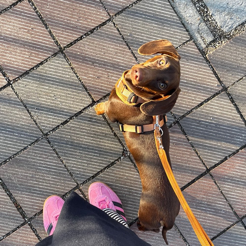 Hundetreffen-Dackel Treff✨-Profilbild