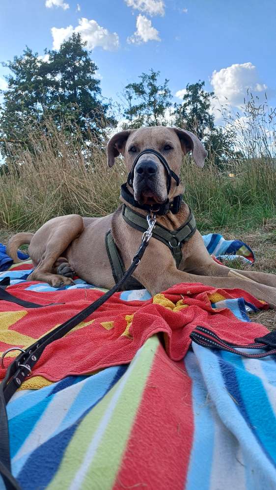 Hundetreffen-Hundbegegnung und Gassi gehen-Profilbild