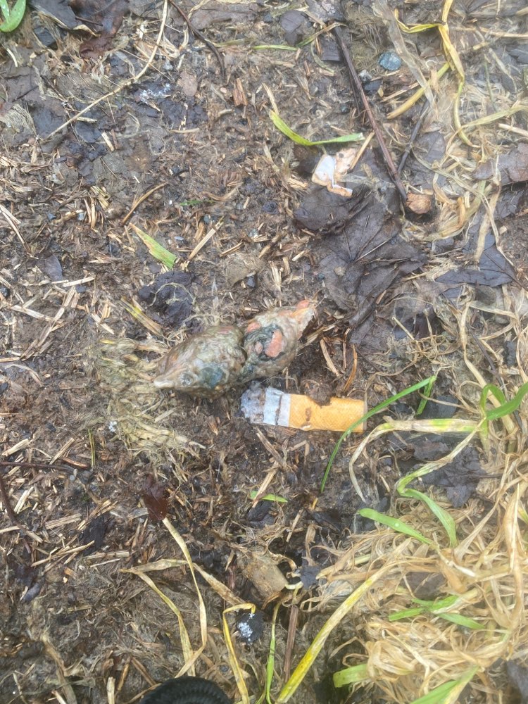 Giftköder-Vermutlich Giftköder/Innereien-Profilbild