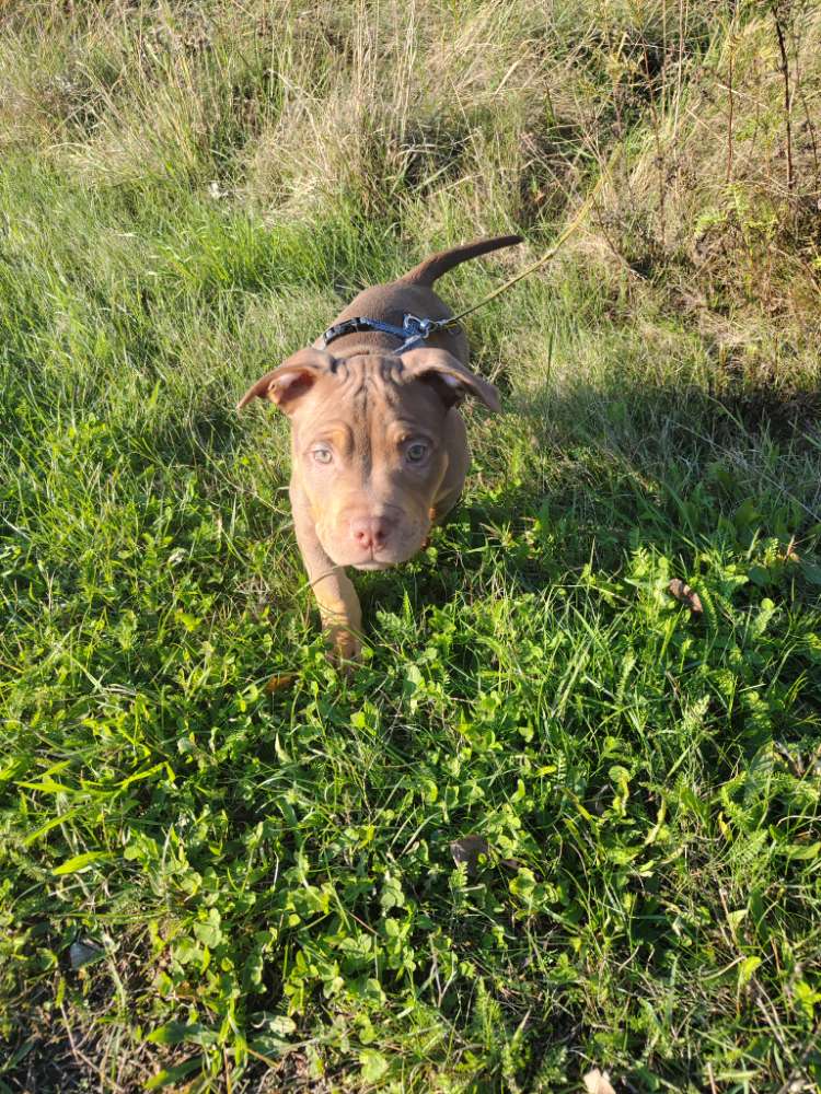 Hundetreffen-Welpentreffen , spazieren gehen-Profilbild