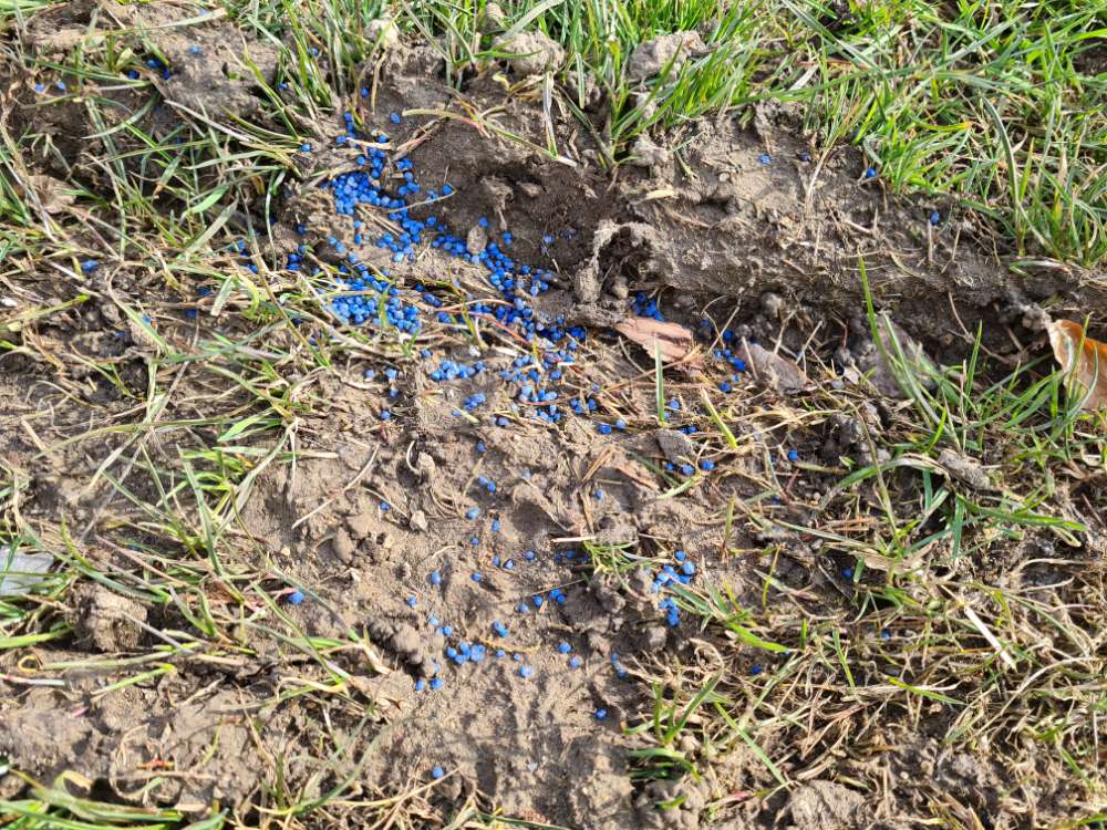 Giftköder-Giftköder - Schneckenkorn/Rattengift-Profilbild