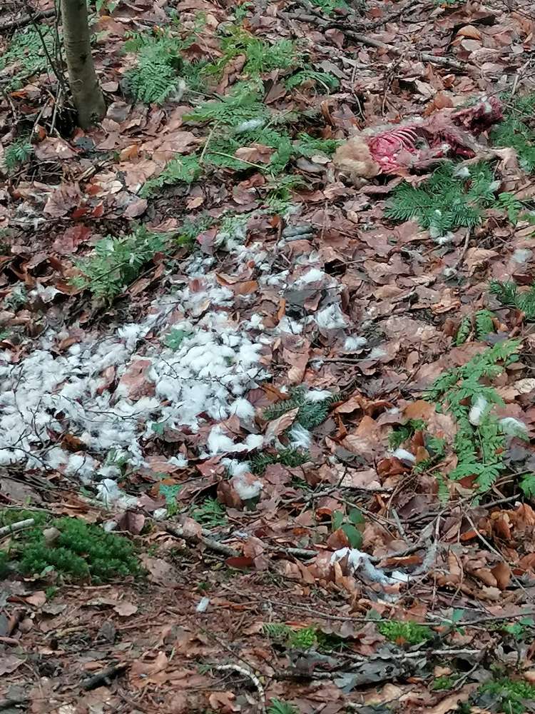 Giftköder-Kadaver Hase-Profilbild