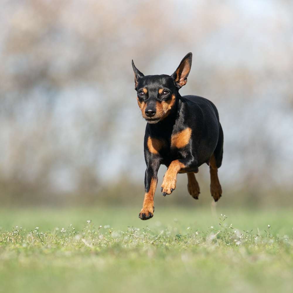 Hundetreffen-Gemeinsames Gassi gehen-Profilbild