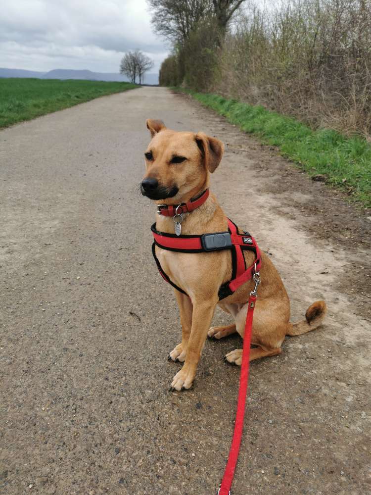 Hundetreffen-Laufen und spielen-Profilbild