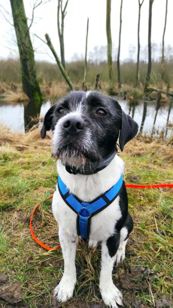 Hundetreffen-Spiel - und Trainingspartner gesucht-Profilbild