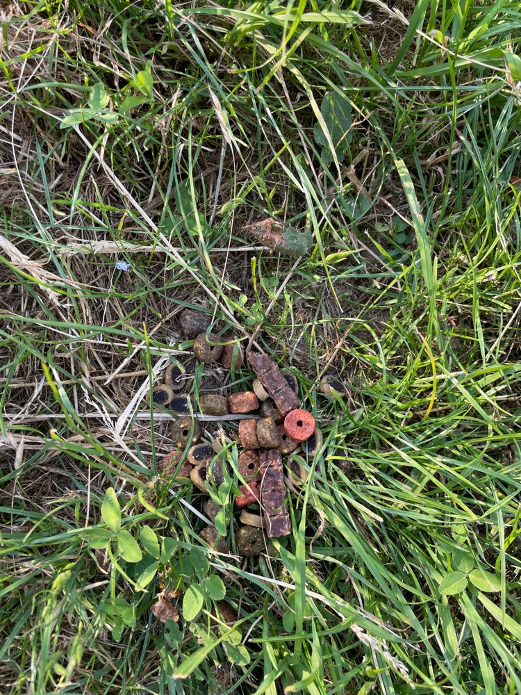 Giftköder-Leckerlis-Profilbild