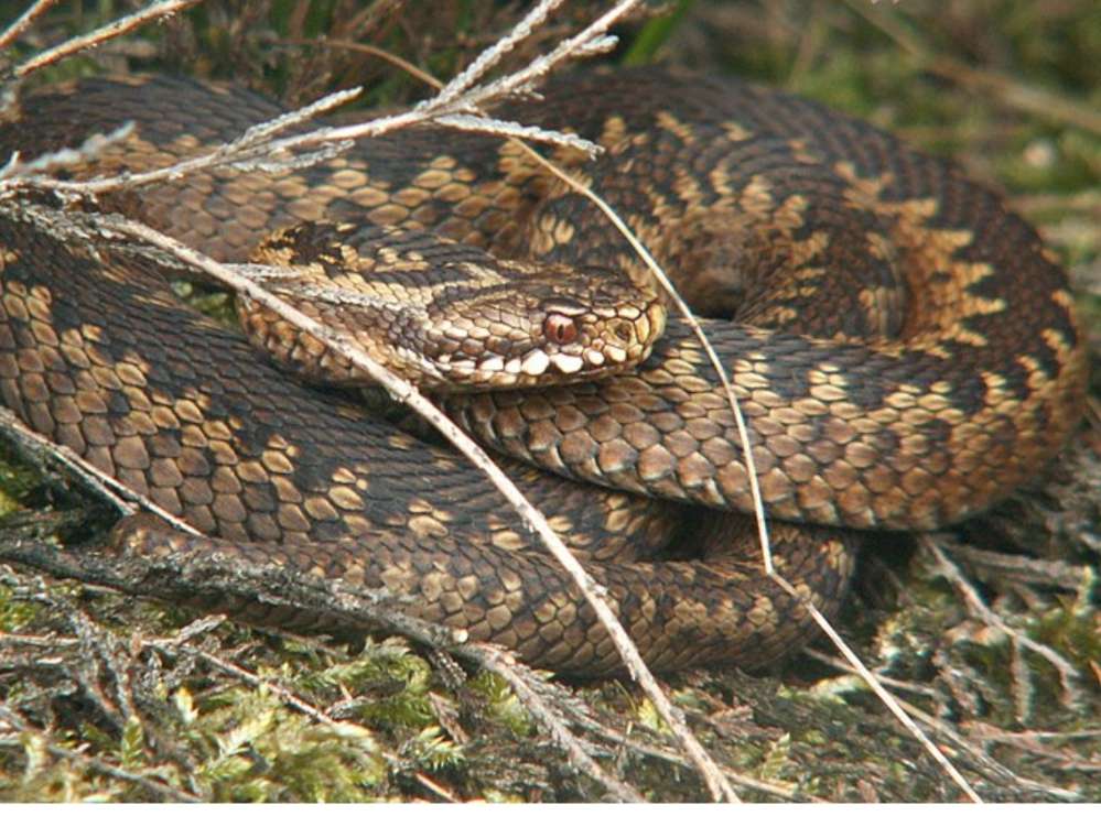 Giftköder-Kreutzottern und Ammen-Dornfinger Spinne-Profilbild