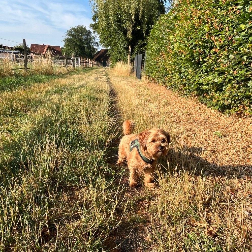 Hundetreffen-Gassi- und Spielrunde-Profilbild