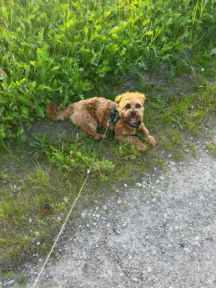 Hundetreffen-Gassi- und Spielrunde-Profilbild