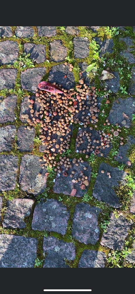 Giftköder-Hundefutter mit Glas-Profilbild