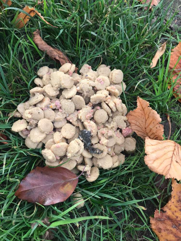 Giftköder-Giftköder Zitadellenpark-Profilbild