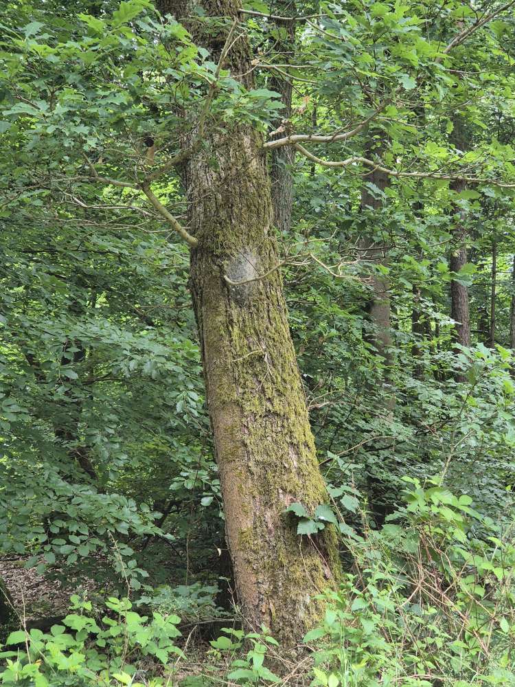 Giftköder-Eichenprozessionsspinner-Profilbild