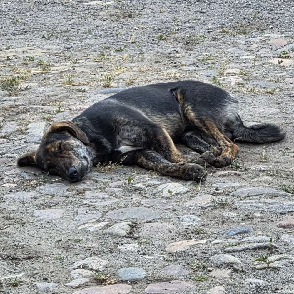 Hundetreffen-Gassi oder spielen lang/kurz-Profilbild