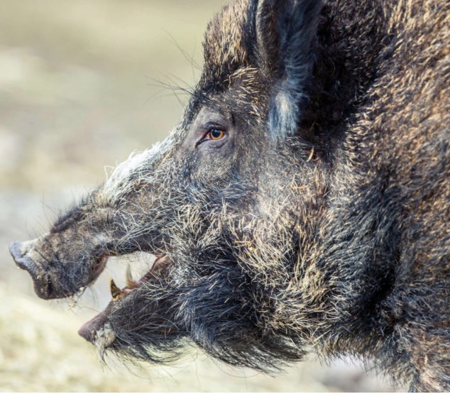 Giftköder-Angriffgefahr vom Wildschwein-Profilbild