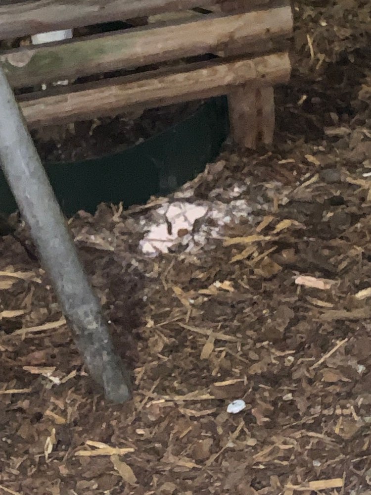 Giftköder-Weißes Pulver am Baum - Seelenbinderstr.-Profilbild