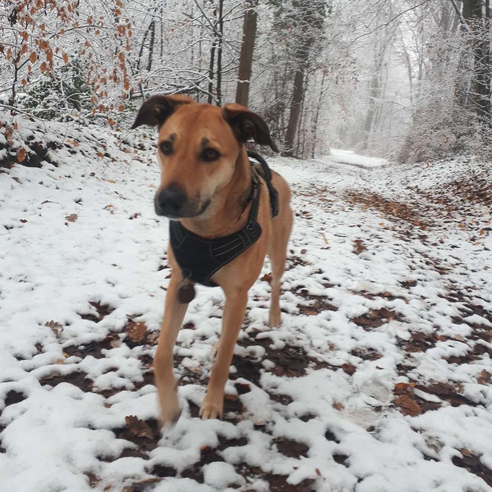 Hundetreffen-Spielen und spazieren-Profilbild