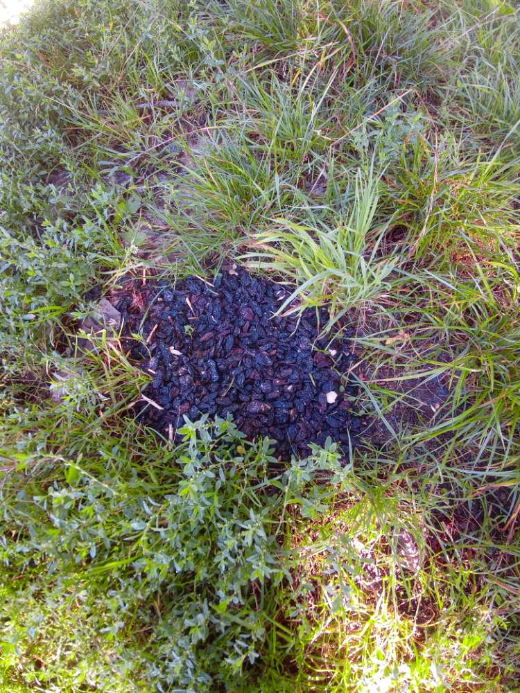 Giftköder-Rosinen-Profilbild