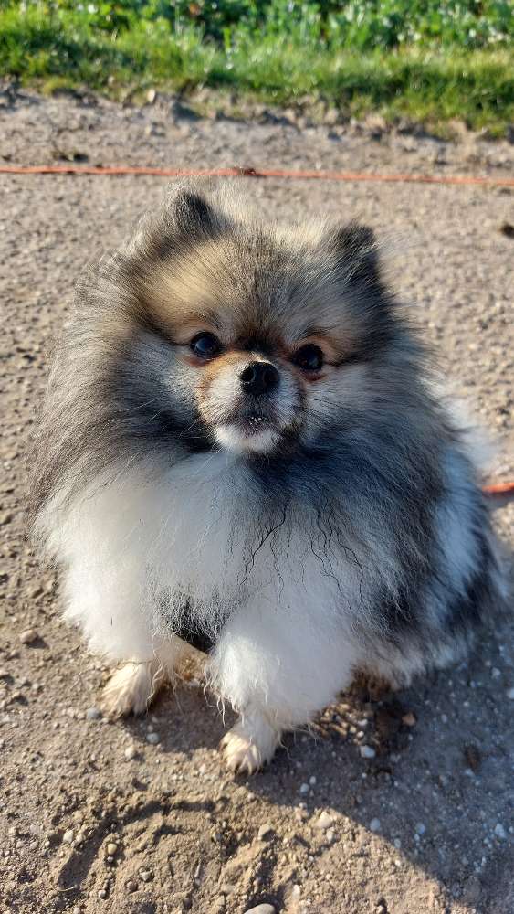 Hundetreffen-🐶 Spiel- & Trainingspartner für meinen Hund gesucht!-Profilbild