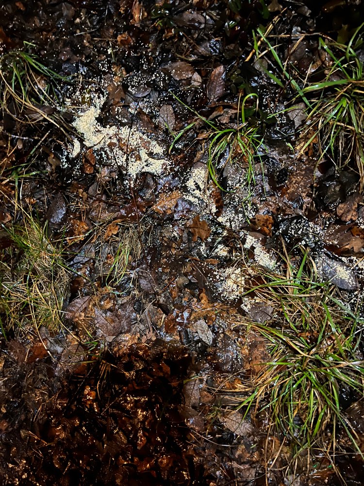 Giftköder-Rattengift?-Profilbild