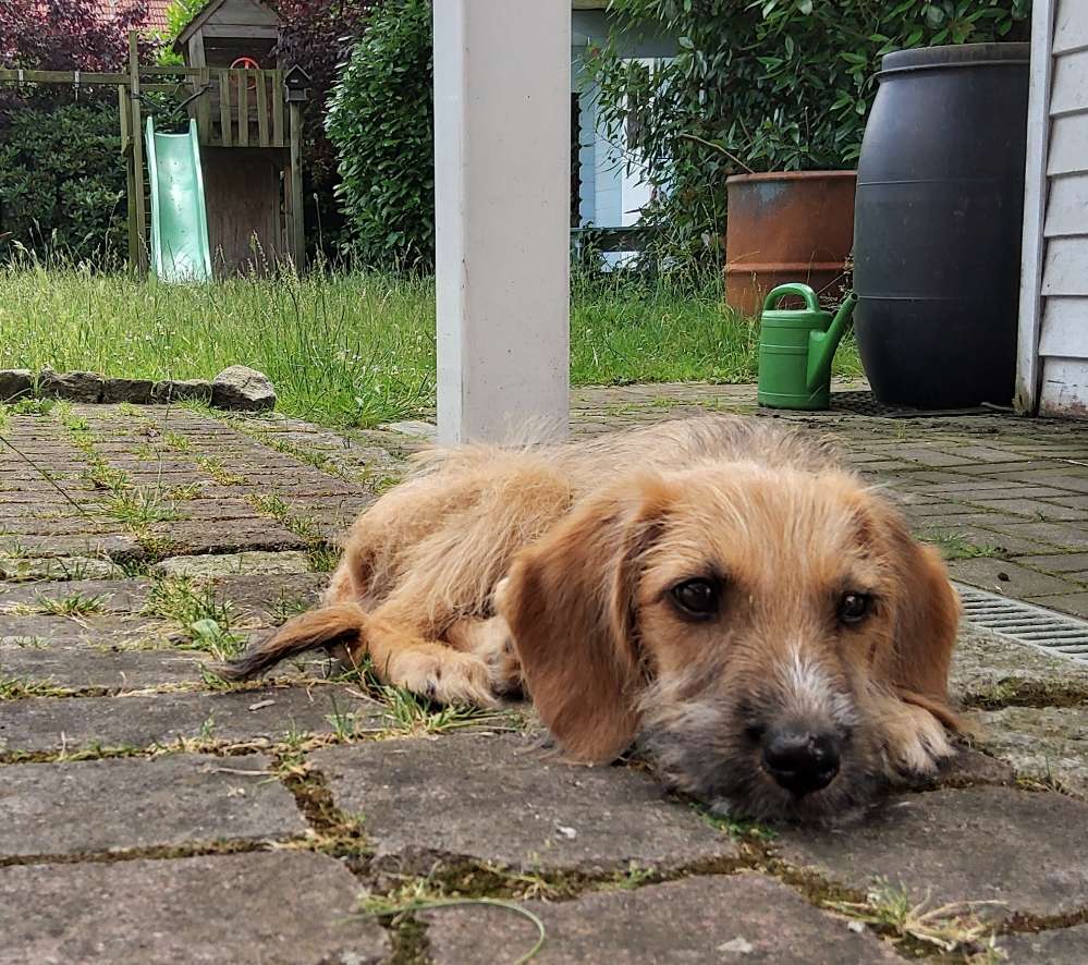 Hundetreffen-Welpentreffen in Coesfeld-Profilbild