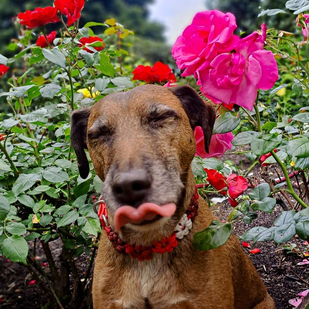 Hundetreffen-Entspannte gassi runden im Uhlenhorst Wald-Profilbild