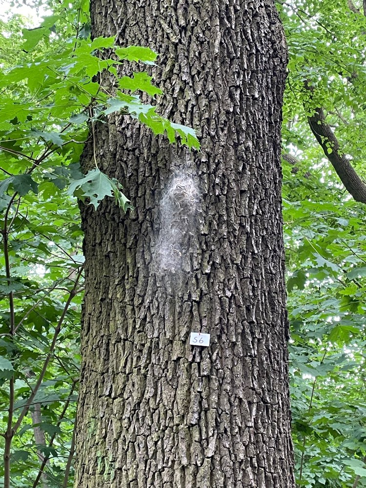Giftköder-Eichenprozessionsspinner Wuhlheide-Profilbild