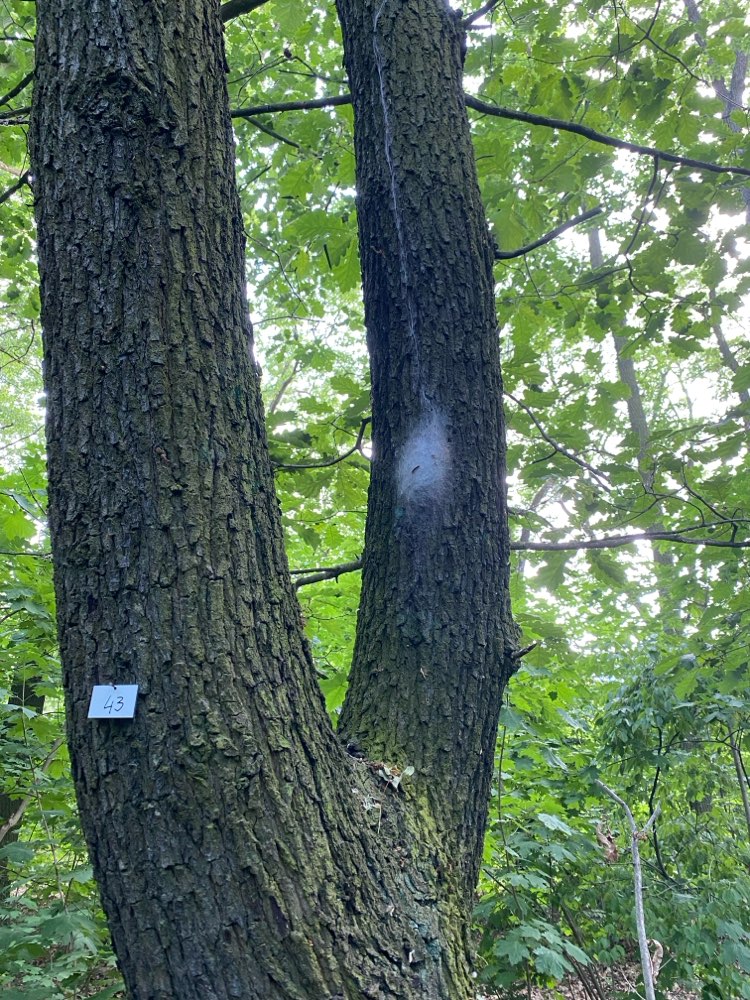 Giftköder-Eichenprozessionsspinner-Profilbild
