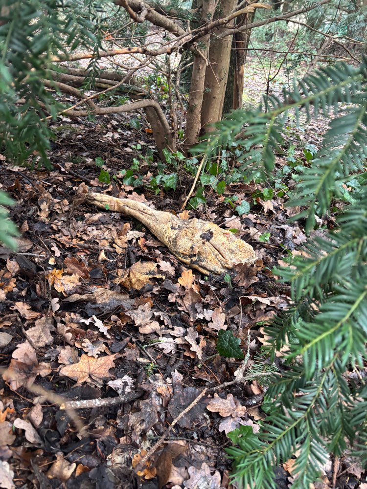 Giftköder-Schweinebein-Profilbild