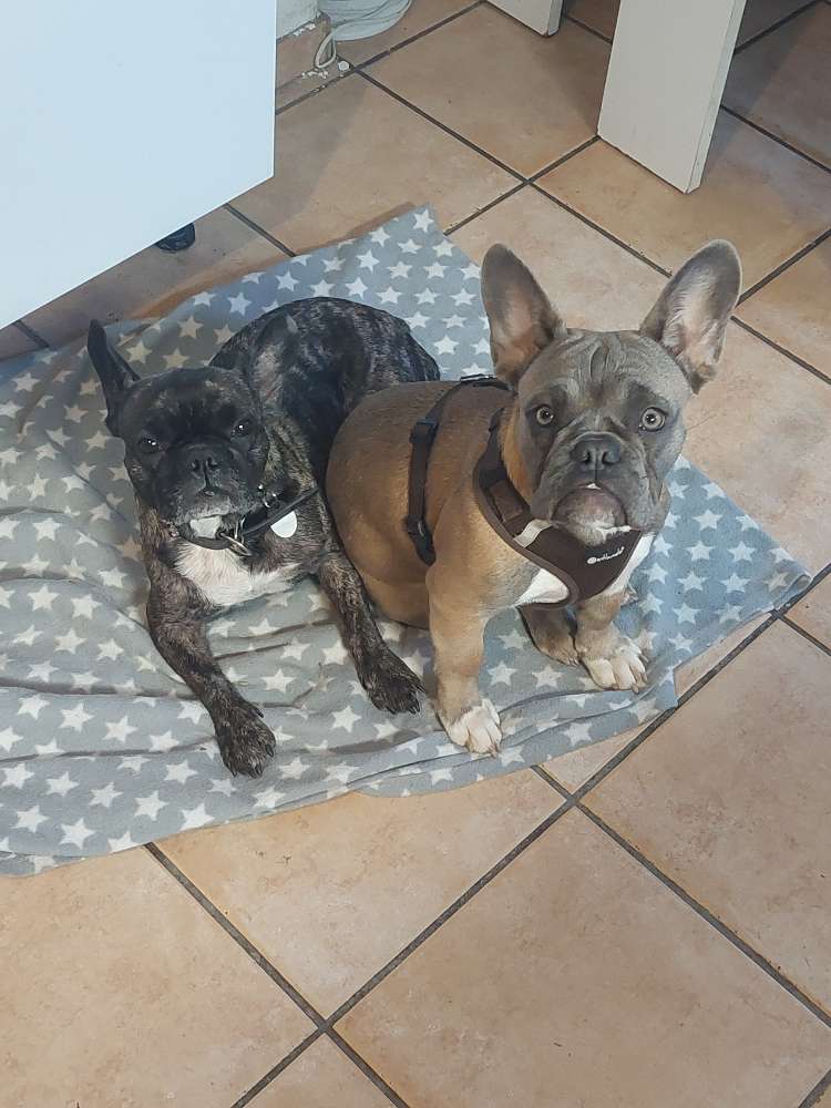 Hundetreffen-Französchische Bulldoggen Treff-Profilbild