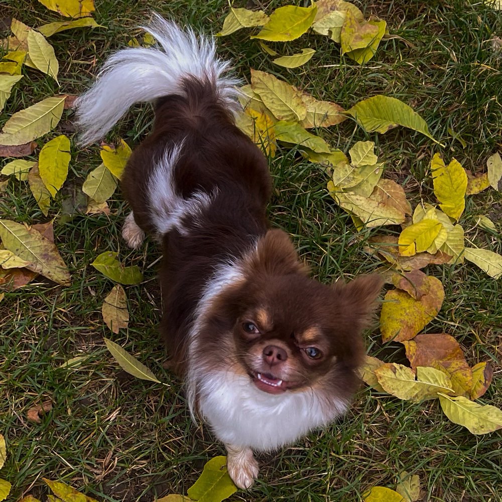 Hundetreffen-Freunde finden für Batman-Profilbild