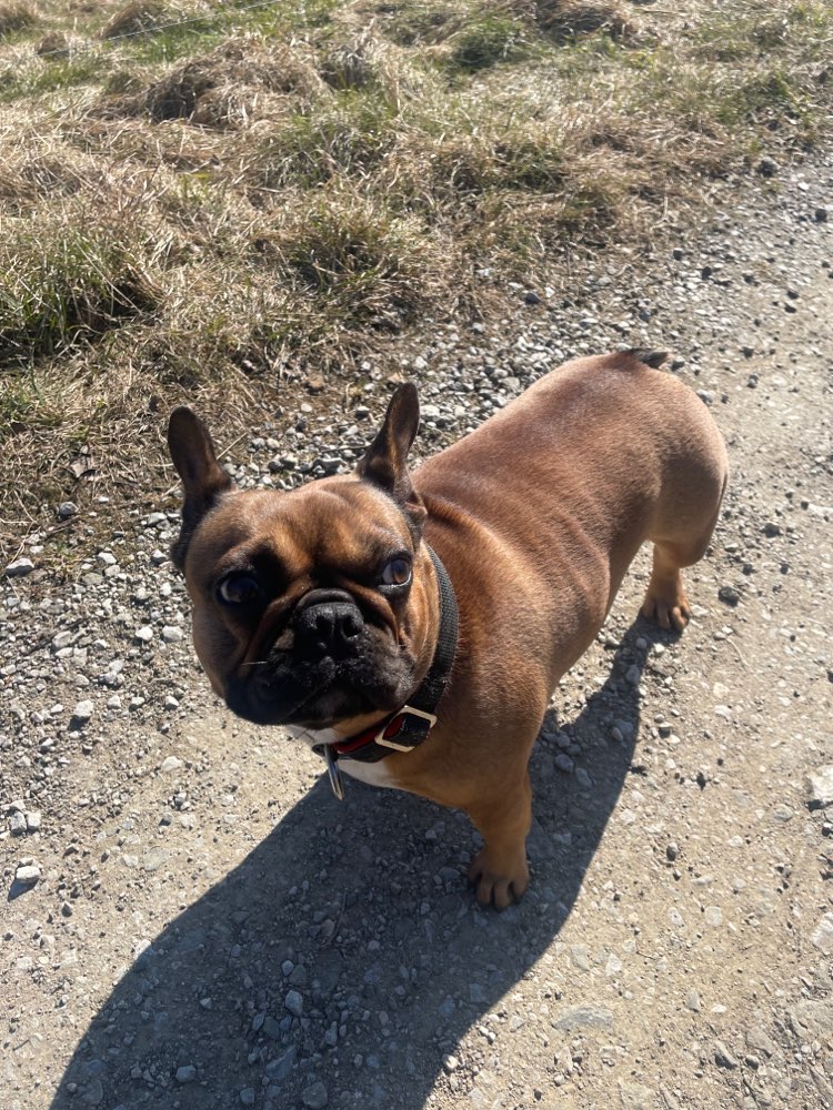 Hundetreffen-#Gassi #Toben #kennenlernen #einfach für alles-Profilbild